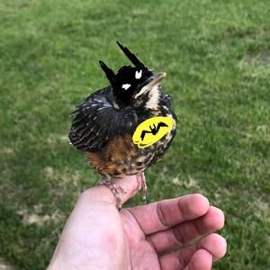 Meet your Posher, Steve